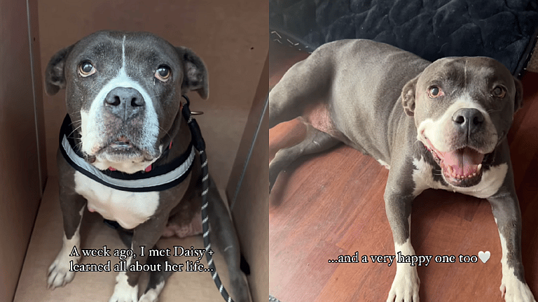 Two-Way Rescue: Homeless Dogs and People Finding Purpose Together