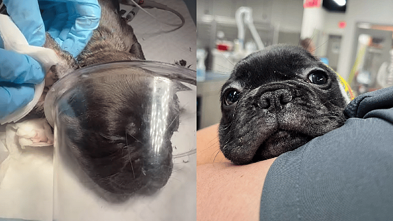 Ear Cropping Gone Wrong: An 8-Weeks-Old Puppy's Battle For Survival