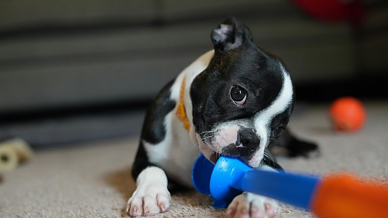 Not Sure How to Help Your Teething Puppy? This Golden Retriever Owner Has the Answers