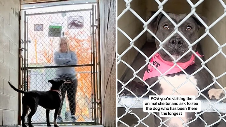 Sweet Pitbull Has Spent 9 Months in Tiny Concrete Kennel Desperate To Be Adopted Copy