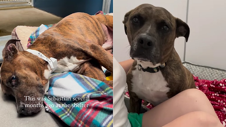 Pitbull Fought Back Against a Deadly Disease Called Valley Fever in Dogs