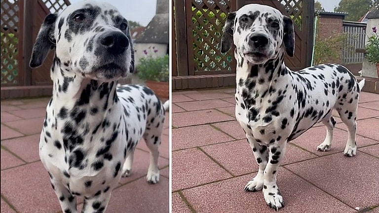 Dwarfism In Dogs