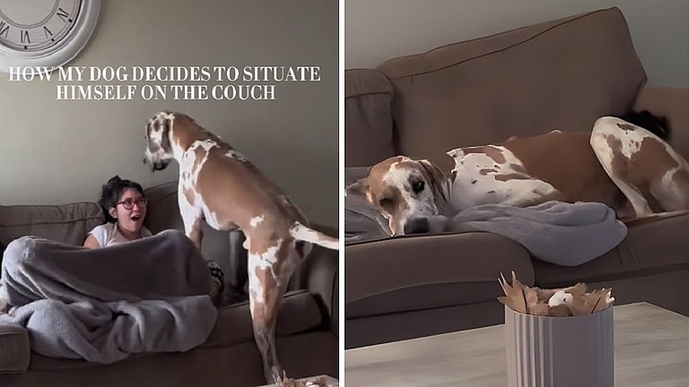 Move Over, Lap Dogs! This Great Dane Thinks He's Tiny and the Results Are Hilarious!