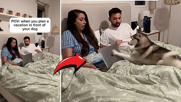 Vacation Plans DESTROYED in Seconds: Sneaky Dog's Antics Leave Owners Speechless!