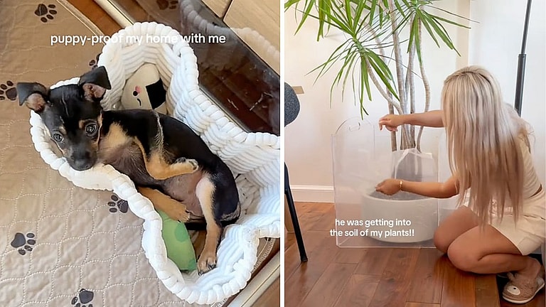 How to Puppy Proof Your Apartment Like a Pro