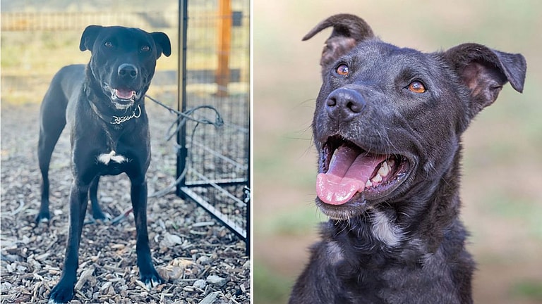 Survivor Dog Waits Over 1,026 Days for a Home! Can You End Her Wait?