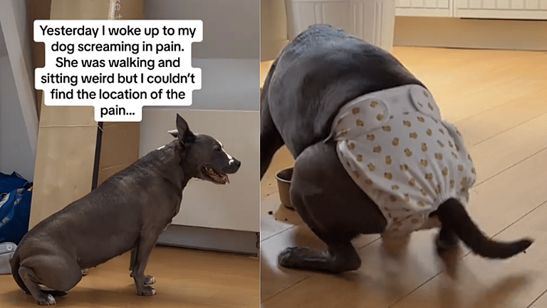 Herniated Disc in Dogs