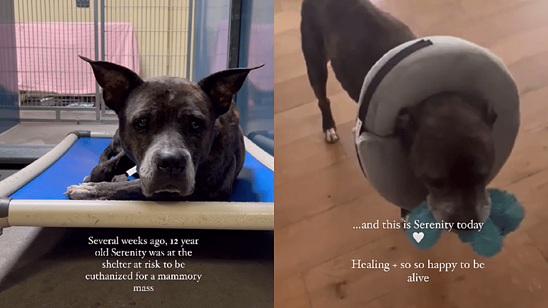 Mammary Tumors in Dogs: Heroes Rescue 12-Year-Old Dog From Euthanasia—But Then They Make a Heartbreaking Discovery