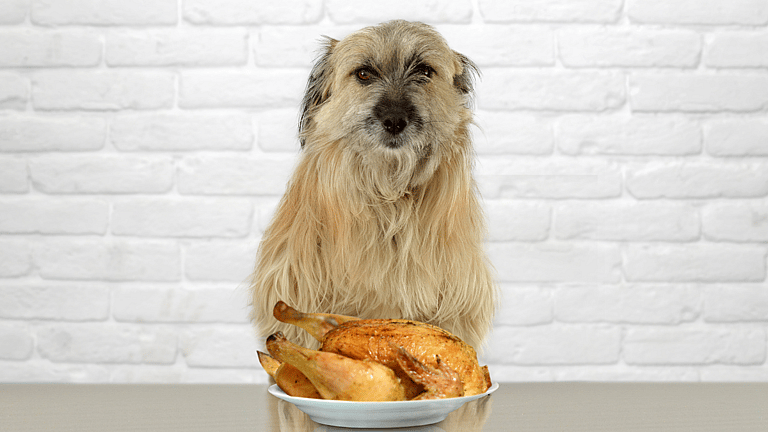  Dog with roasted chicken

