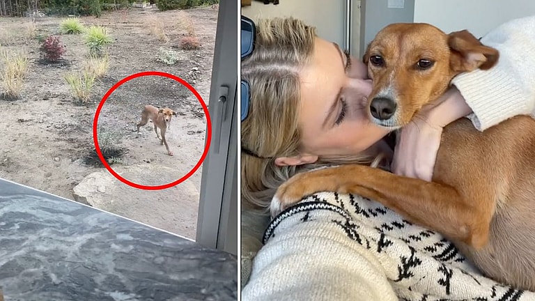 Malnourished Stray Puppy Showed Up at Woman’s Door, What Happened Next Will Make You Teary 