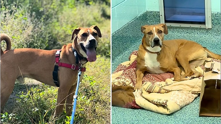 Counting the Days: Jumanji's Long Wait for a Loving Home Hits 1075