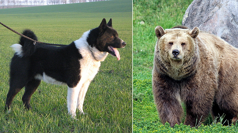 These Rare Dogs Were Bred to Hunt Bears—Now They're Defending Our State Parks Meet the Karelian Bear Dog