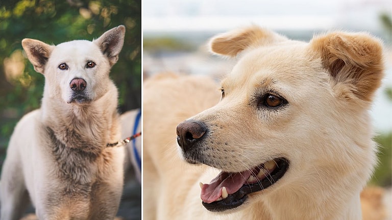 The Korean Jindo Dog