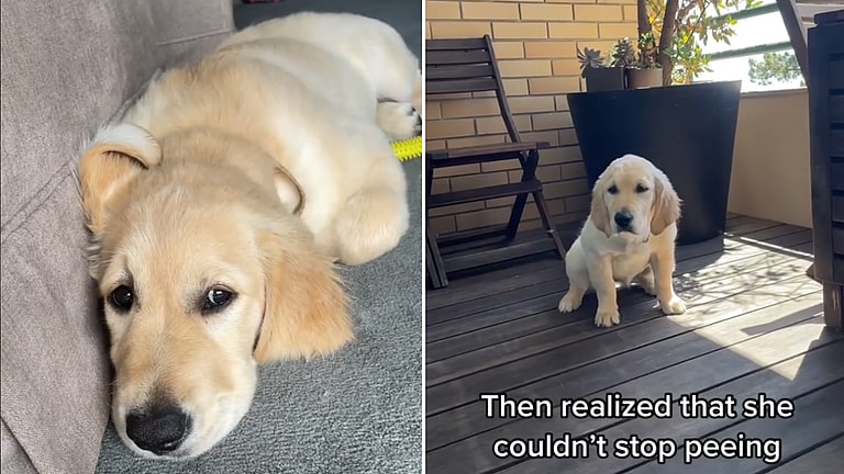 This Golden Retriever Puppy Couldn’t Stop Peeing—The Hidden Danger Dog Owners Often Miss