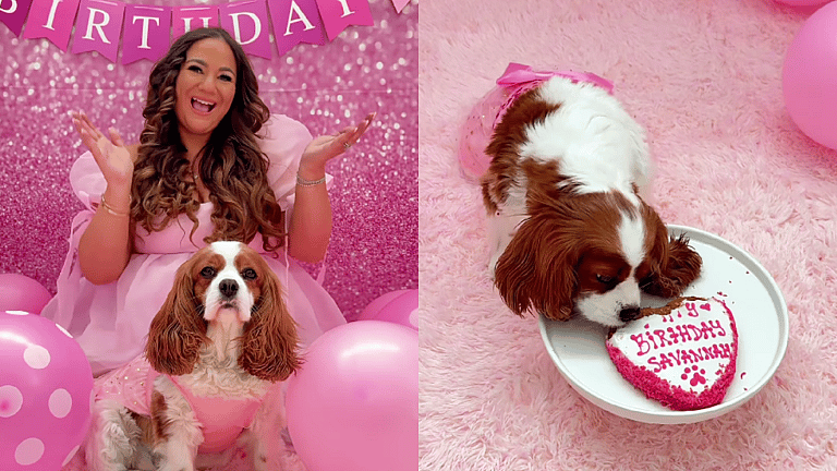 A Princess Paw-ty! Watch This Cavalier's Glamorous 8th Birthday Celebration