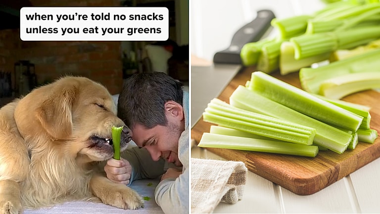 Golden retriever eating celery