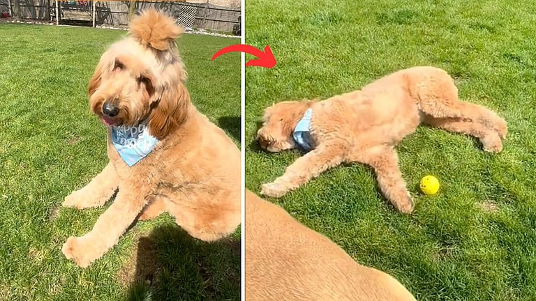 Watch This Dog Fall Asleep While Playing & Eating - It’s Raising Awareness About a Rare Condition called Narcolepsy in Dogs!