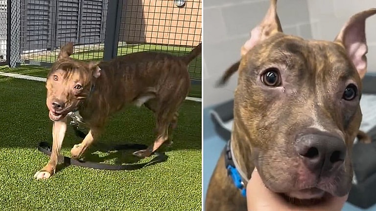 Shelter Dog Can't Stop Spinning Until Humans Touch Him & Show Him Love