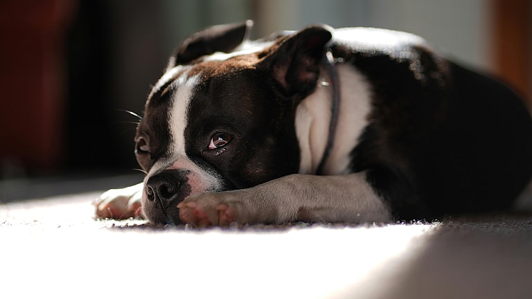 Dog with UTI