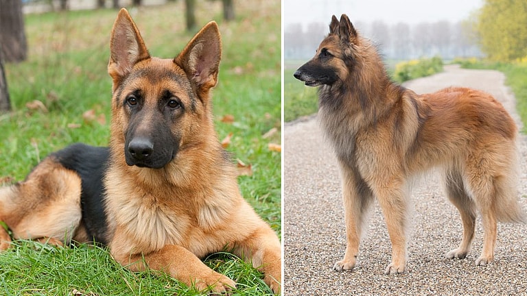 Belgian Malinois vs German Shepherd: Can You Spot the Difference?
