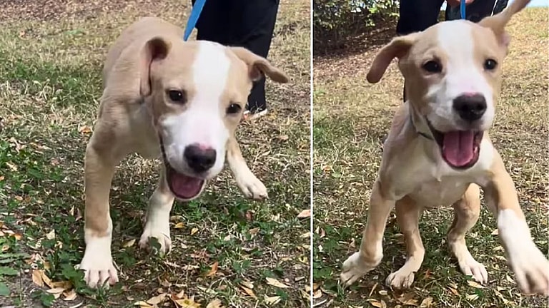 Cricket the Puppy Finds Hope Despite Being 'Different'