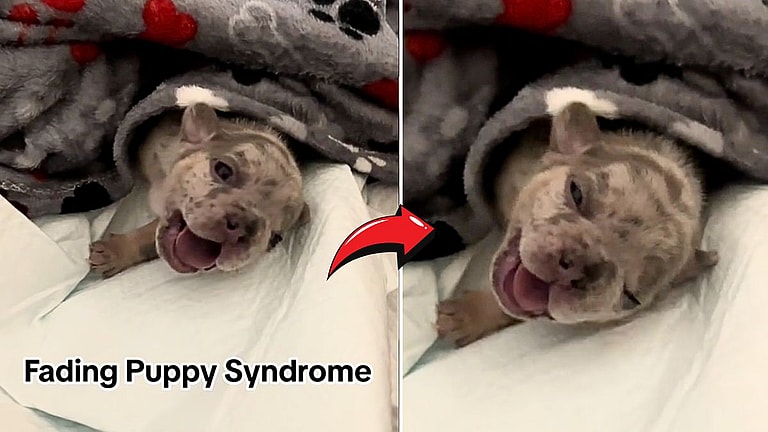 Little Newborn Puppy Couldn't Stop Crying — What is The Silent Killer Causing Her Pain?