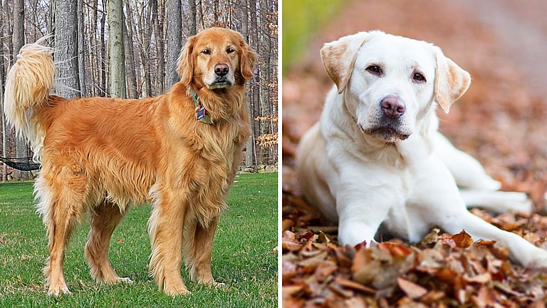 Golden Retrievers and Labs