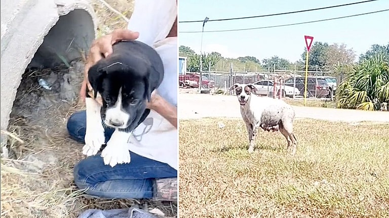 Terrified Mama Dog & Four Puppies Living in Drainage Ditch Experience Kindness for the First Time