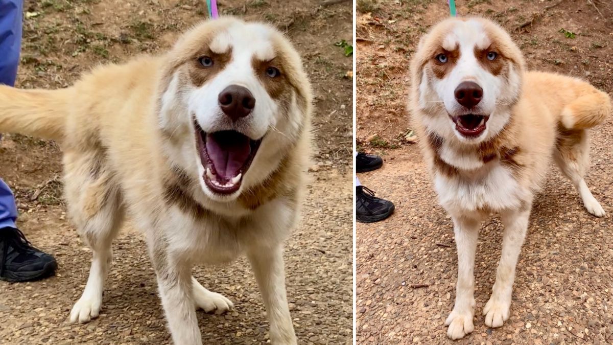 Chained Outside for Years, Maverick the Husky Is Finally Free - Now He Just Needs a Home Copy
