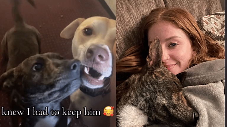 This Stray Dog's Unexpected Encounter Changed His Life Forever - Watch the Tear-Jerking Moment!