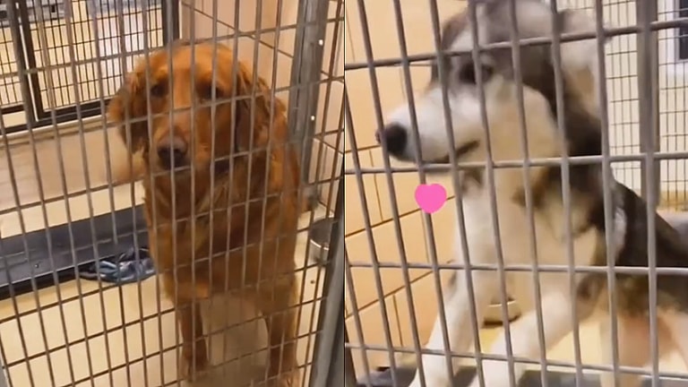 Watch: Shelter Dogs' Pure Joy When They Learn They're Finally Going Home