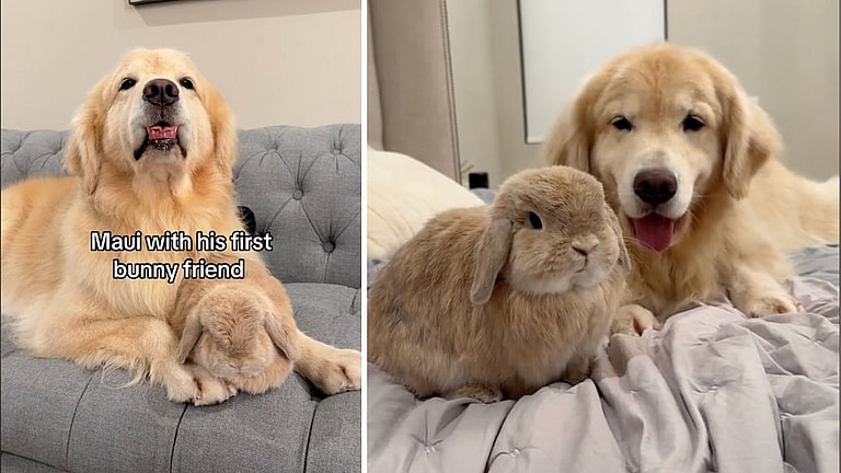 You Won't Believe This Golden Retriever's Best Friend—It's a Bunny!