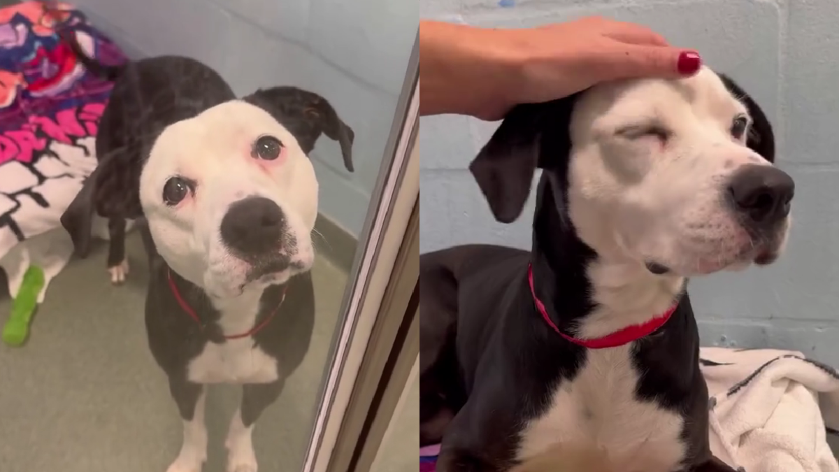 Hurricane Survivor Penny Is Broward County’s Longest-Resident Shelter Dog—Will She Finally Find Her Forever Home?