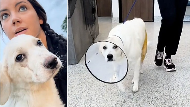 Vet Said Stray Dog’s Leg Needed To Be Amputated—Owner Didn’t Listen. Now He's Running Around Like a Puppy!