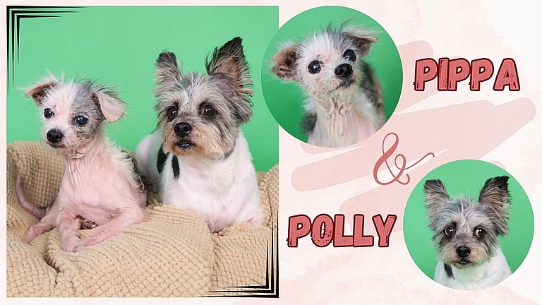 Pippa and Polly