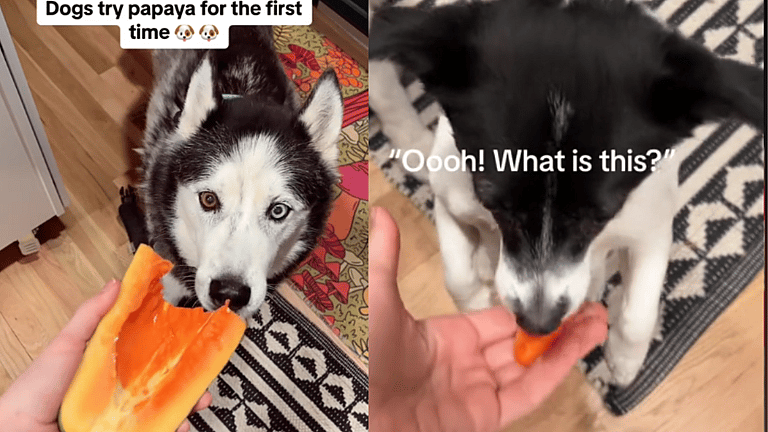 Can Dogs Eat Papaya