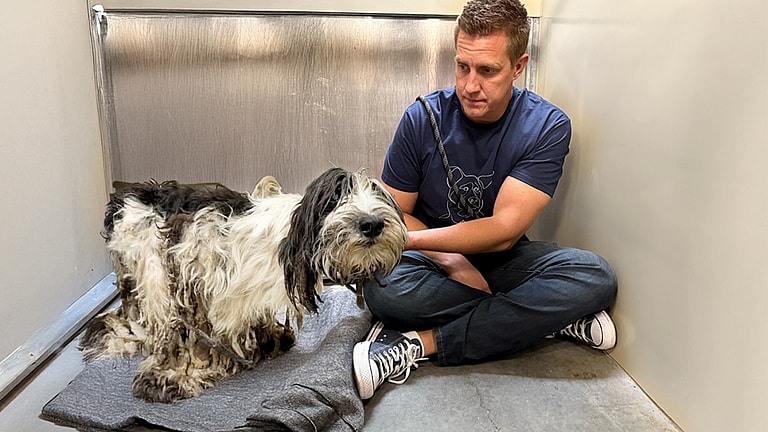 sitting with dogs 76