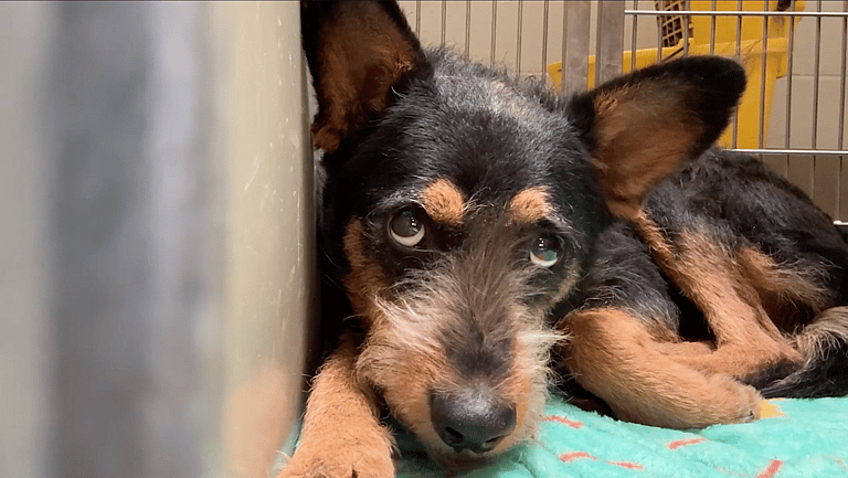 sitting with dogs TRAVIS