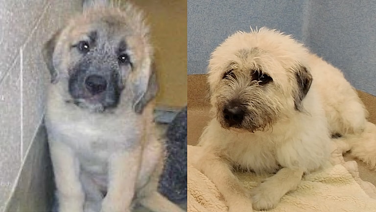 Sitting with dogs 46: Jocka