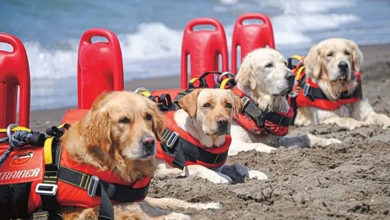 This Big Brave Dog Breed May Be the Answer to America's Lifeguard Shortage