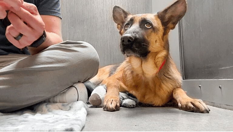 sitting with dogs Princess the German Shepherd