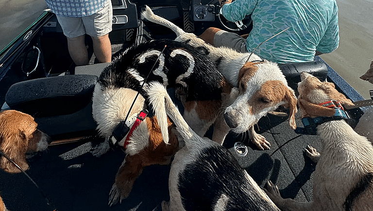 Lost at Sea: The Heart-Stopping Rescue of 38 Hunting Dogs That Almost Ended in Tragedy