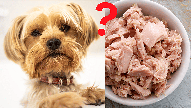 Can Dogs Eat Tuna?