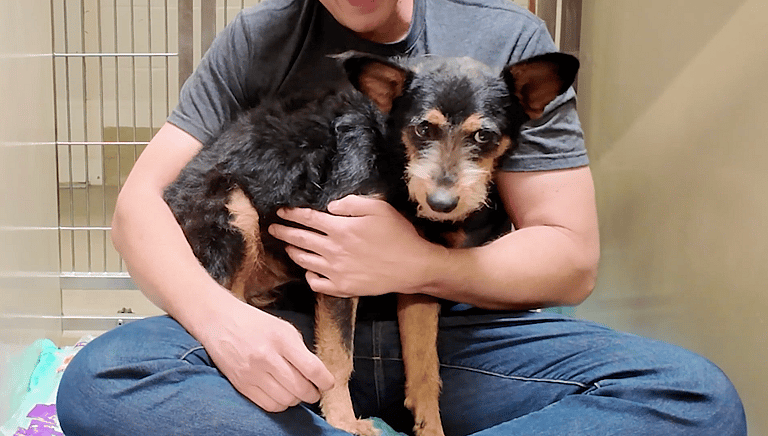 sitting with dogs TRAVIS