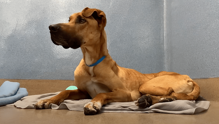 Great Dane Dumped At Shelter After Kids Starved Him Finally Finds His Forever Home   