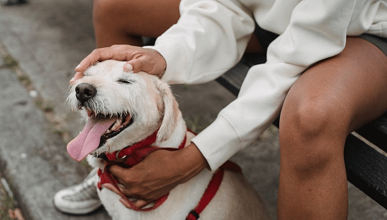 Quick-Thinking French Bulldog Owner Saves Pup's Life with Dog Heimlich—Watch the Incredible Moment!