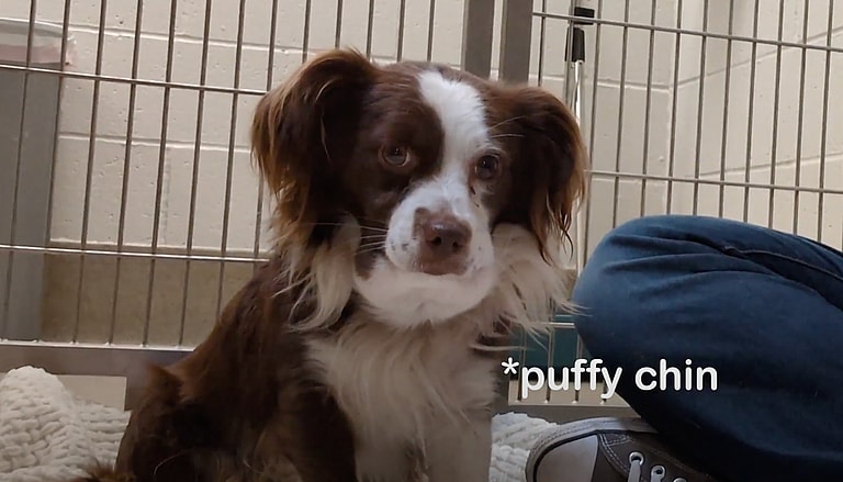 sitting with dogs 23: Wilbur