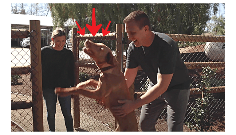 Blind Rescue Dog Reunion