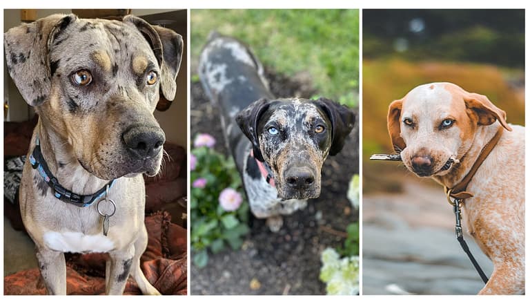 Heterochromia in Dogs