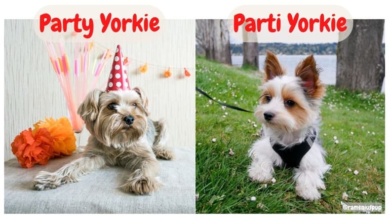 Parti Yorkies